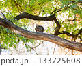 木に登るニホンリス 133725608