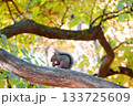 木の上でクルミを食べるリス 133725609