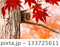 赤い楓の中でこちらを見ているニホンリス 133725611