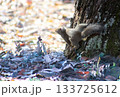 霜が降りた森の日本リス 133725612