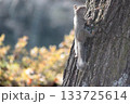木の幹に現れた二ホンリス 133725614