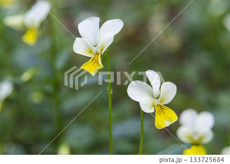Beautiful wild pansies on a blurred green background Beautiful wild pansies on a blurred green background 133725684