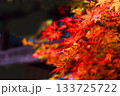黒背景に鮮やかな紅葉 133725722