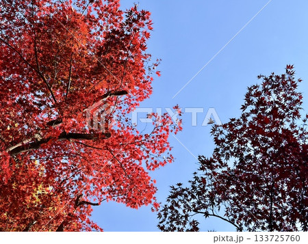 青空に映える真っ赤な紅葉 青空に映える真っ赤な紅葉 133725760