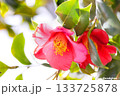 陽に透ける赤い椿の花 133725878