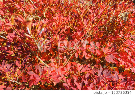 紅葉するドウダンツツジの葉 紅葉するドウダンツツジの葉 133726354