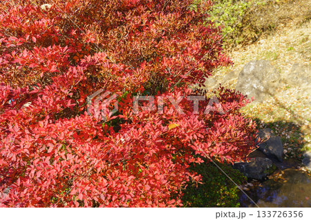 紅葉するドウダンツツジの葉 紅葉するドウダンツツジの葉 133726356