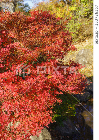 紅葉するドウダンツツジの葉 紅葉するドウダンツツジの葉 133726357
