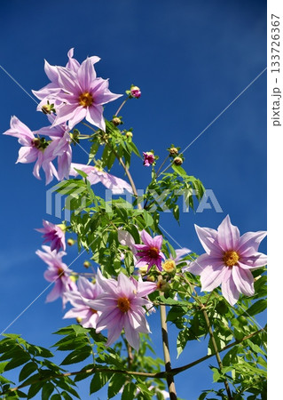 皇帝ダリアの花と青空のコピースペース 皇帝ダリアの花と青空のコピースペース 133726367