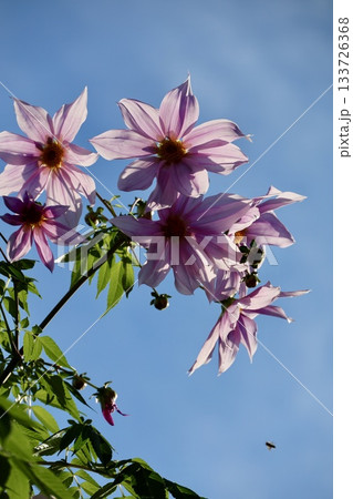 皇帝ダリアの花をローアングルで撮影した写真 133726368