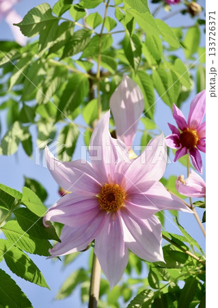 皇帝ダリアの花と葉 133726371
