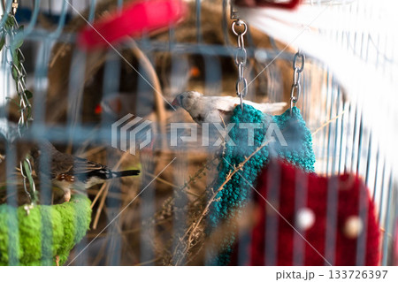 In a lively setting, birds explore their colorful cage filled with soft textures and natural materials. The arrangement showcases a harmonious blend of comfort and style, creating a joyful atmosphere. In a lively setting, birds explore their colorful cage filled with soft textures and natural materials. The arrangement showcases a harmonious blend of comfort and style, creating a joyful atmosphere. 133726397