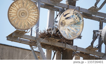 カラスの巣が作られた運動場の大型照明 カラスの巣が作られた運動場の大型照明 133726401