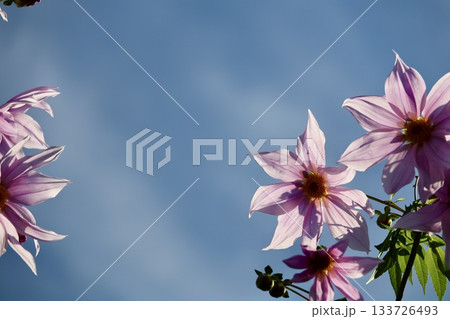 青空に映える皇帝ダリア 青空に映える皇帝ダリア 133726493
