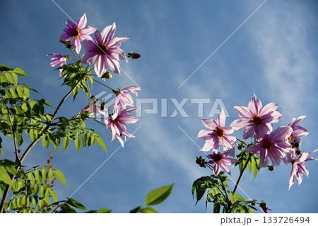 青空に映える皇帝ダリア 青空に映える皇帝ダリア 133726494