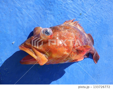 カサゴが釣れたよ カサゴが釣れたよ 133726772