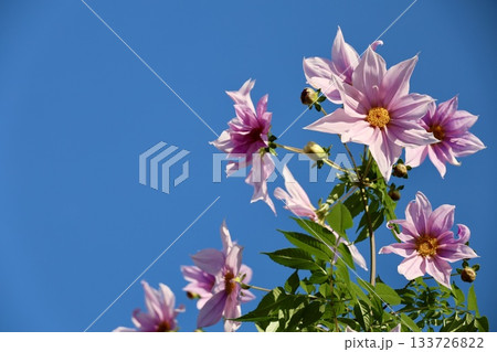 皇帝ダリアの花と青空のコピースペース 133726822