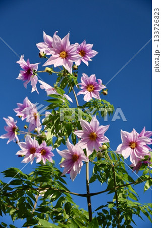 青空に映える皇帝ダリア 133726823
