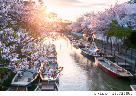 Pink sakura tunnel and boats along river at sunset, Yanagawa, Fukuoka Pink sakura tunnel and boats along river at sunset, Yanagawa, Fukuoka 133726866