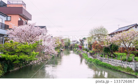 Pink cherry blossom by Japanese houses at Suigo river, Yanagawa, Fukuoka Pink cherry blossom by Japanese houses at Suigo river, Yanagawa, Fukuoka 133726867