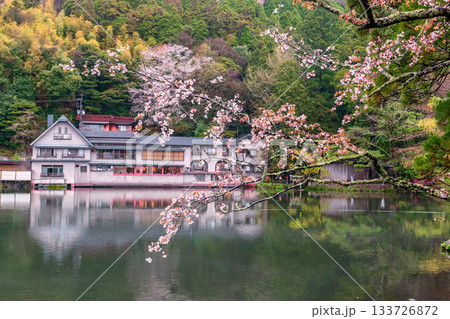 Pink sakura cherry blossom by Kinrin Lake in springtime, Yufuin 133726872