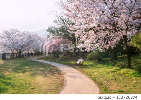 People at sakura blossom tunnel at spring in Ureshino onsen park, Saga 133726874