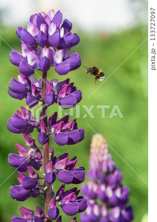 Close-up of a vibrant purple lupine flower with a honeybee in flight on a blurred green background. Perfect for nature, gardening, and wildlife themes 133727097