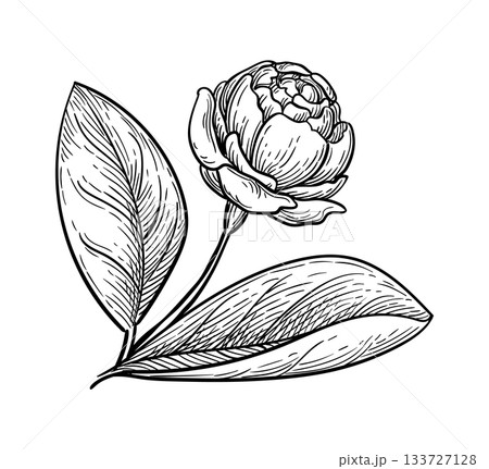 Jasmine Sambac Grand Duke of Tuscany ink sketch. 133727128