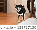 柴犬 133727130