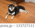 座っている柴犬 133727131