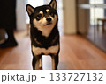飼い主を見る柴犬 133727132