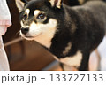 飼い主を見る柴犬 133727133