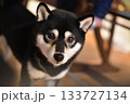 飼い主を見る柴犬 133727134