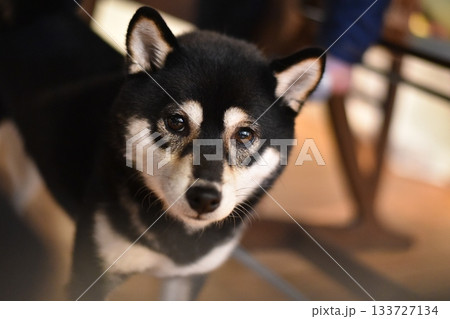 飼い主を見る柴犬 133727134