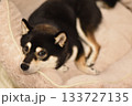 リラックスした柴犬 133727135
