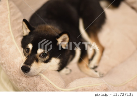 リラックスした柴犬 133727135