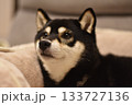 リラックスした柴犬 133727136