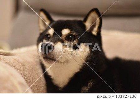 リラックスした柴犬 リラックスした柴犬 133727136