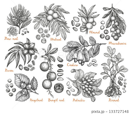 Set of ink-drawn nut illustrations with branches. 133727148