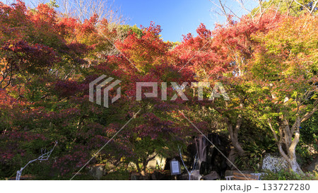 葉山しおさい公園の秋 133727280