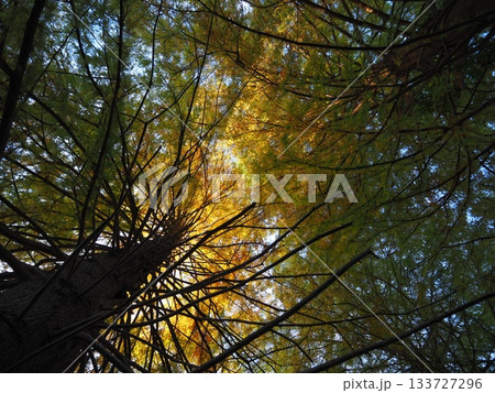 見上げたメタセコイア 見上げたメタセコイア 133727296