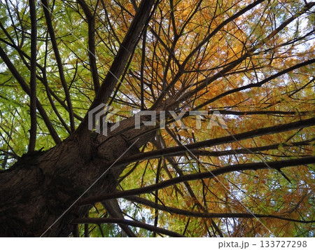 見上げたメタセコイア 133727298