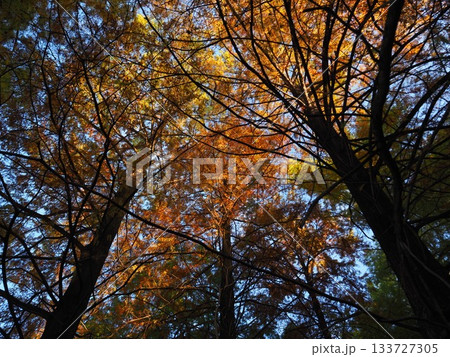 見上げたメタセコイア 133727305