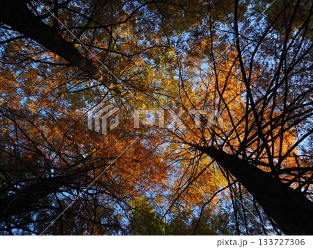 見上げたメタセコイア 133727306