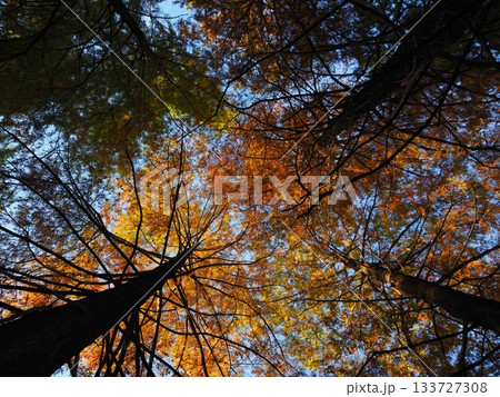 見上げたメタセコイア 133727308