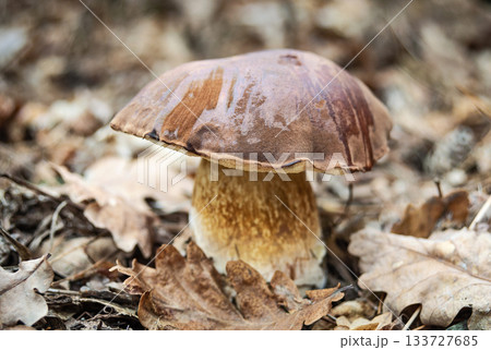 Bay Bolete or Boletus badius mushroom close up on a blurred background 133727685
