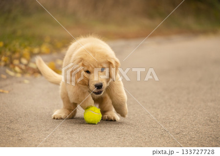 A golden retriever puppy jumps toward a yellow tennis ball on a quiet path. The image captures playful energy in a warm autumn setting. A golden retriever puppy jumps toward a yellow tennis ball on a quiet path. The image captures playful energy in a warm autumn setting. 133727728