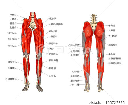 前後からみた下肢の筋肉 133727823