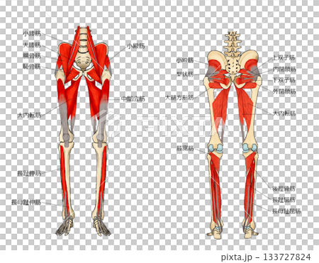下肢深層肌肉 133727824