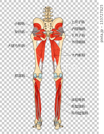 小腿後側深層肌肉 133727825